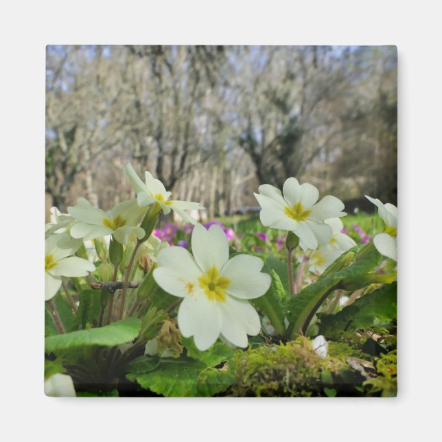 Primrose Fridge Magnet (Front)