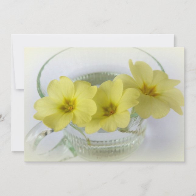 primrose in a coffee cup (Front)