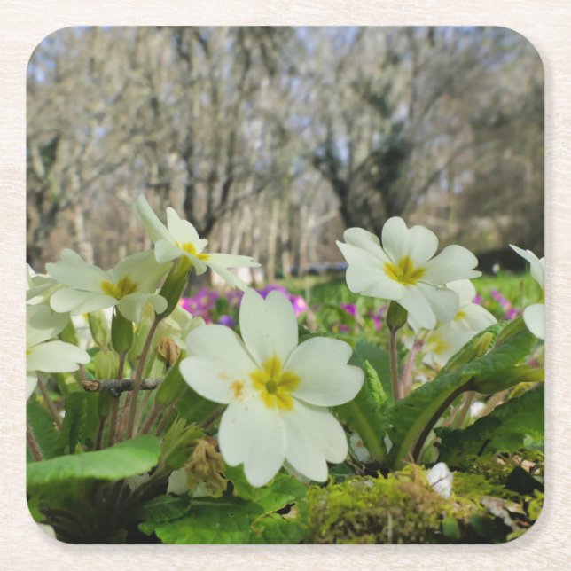 Primrose Paper Coasters (Front)