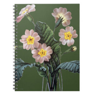 Primrose (Primula Aucalis) Notebook
