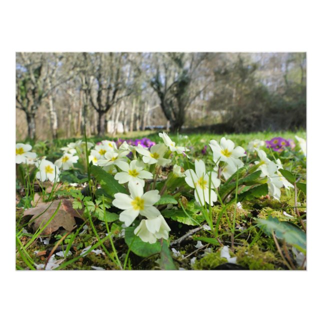 Primrose (Primula vulgaris) Photo Print (Front)
