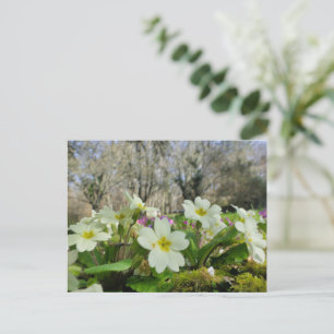 Primrose (Primula vulgaris) Postcard