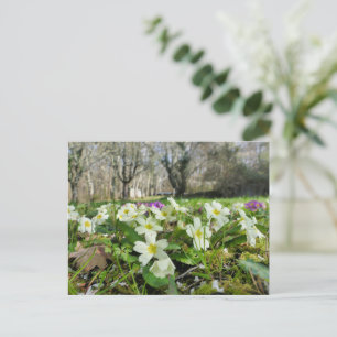 Primrose (Primula vulgaris) Postcard