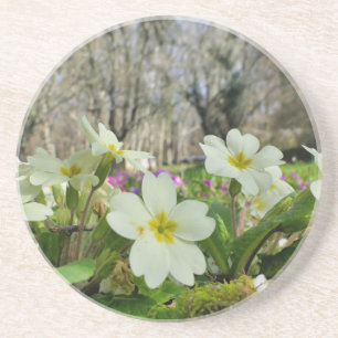 Primrose Sandstone Coaster