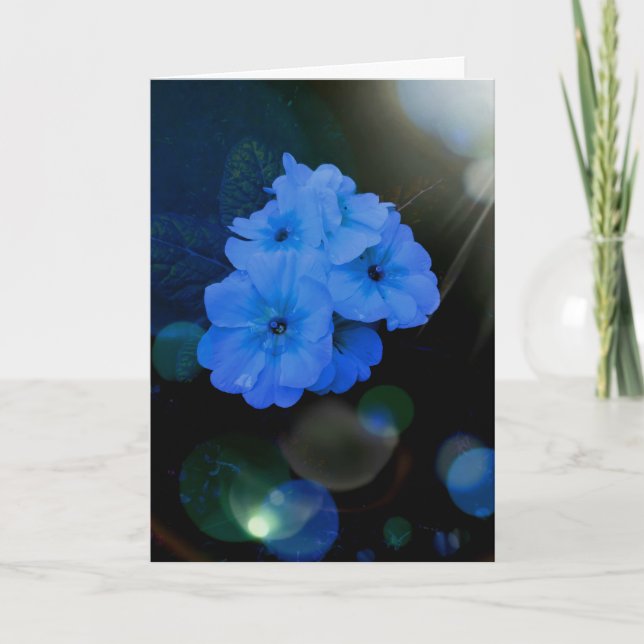 Primroses flowers in blue card (Front)