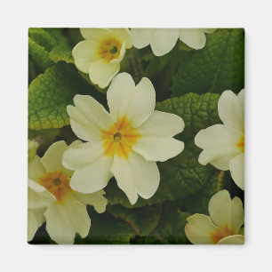 Primroses Magnet