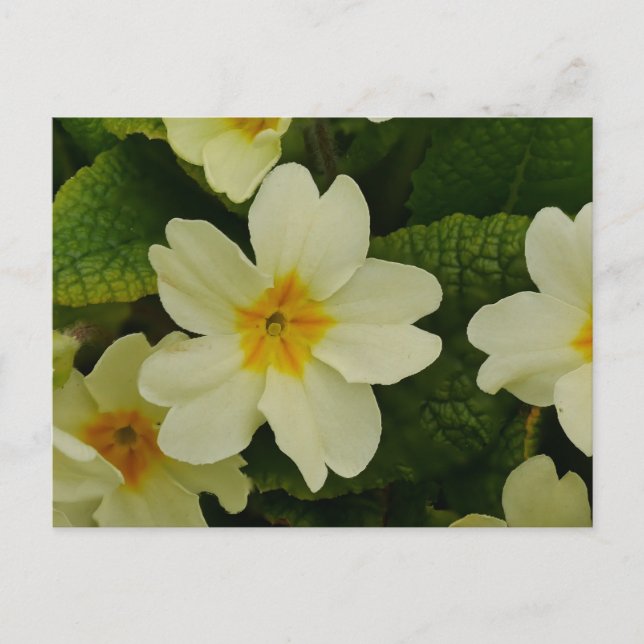 Primroses Postcard (Front)