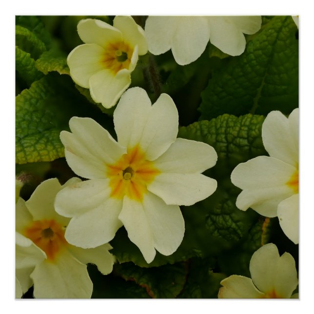 Primroses Poster (Front)