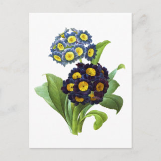 Primula Auricula - Cowslip-  Pierre Joseph Redoute Postcard