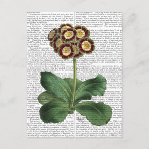 Primula Auricula Red Postcard