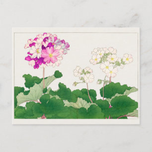 Primula by Tanigami Konan Postcard