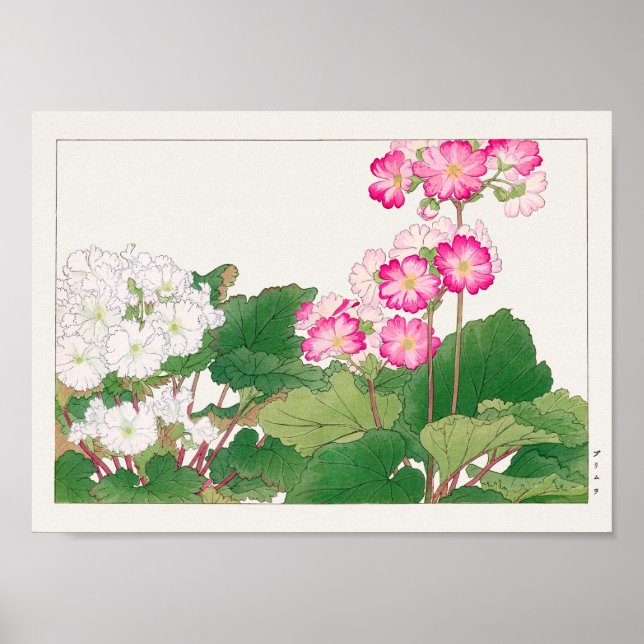 Primula by Tanigami Konan Poster (Front)