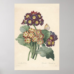 Primula Canvas Print