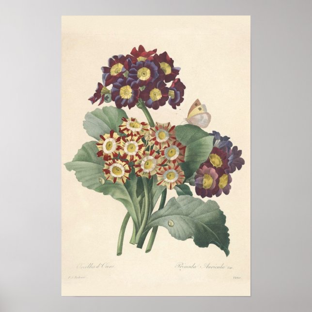 Primula Canvas Print (Front)