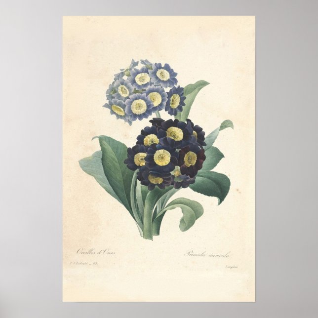 Primula Canvas Print (Front)