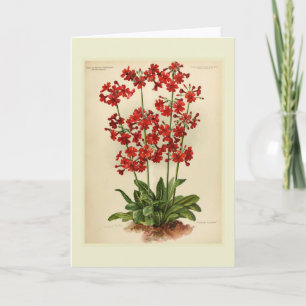 Primula Card