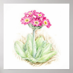 Primula scotia alpine plant watercolor art poster