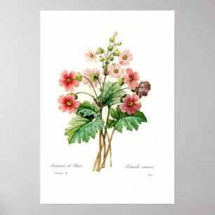 Primula sinensis poster