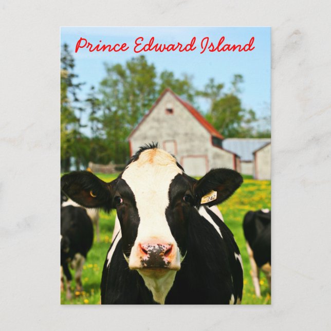 Prince Edward Island Dairy Cow Postcard (Front)