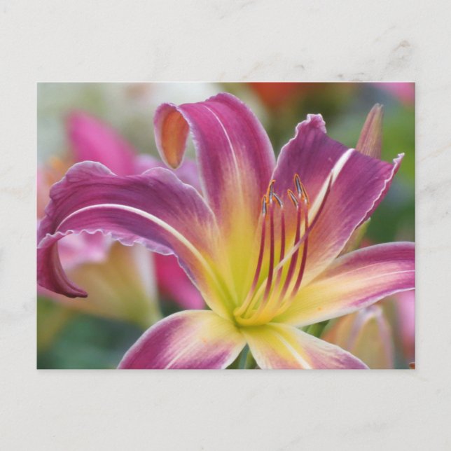Prince of Purple - Daylily Postcard (Front)