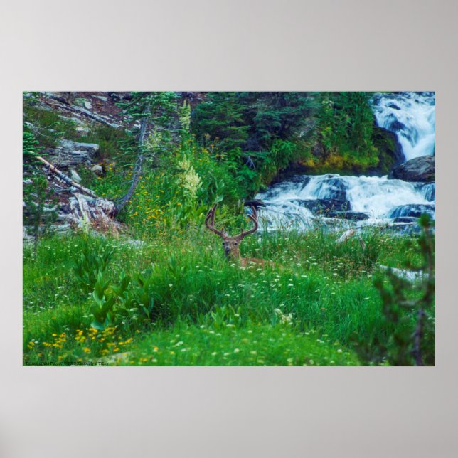 Prince of the Forest Poster (Front)