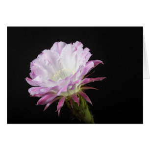 Princess Anne Echinopsis Hybrid flower
