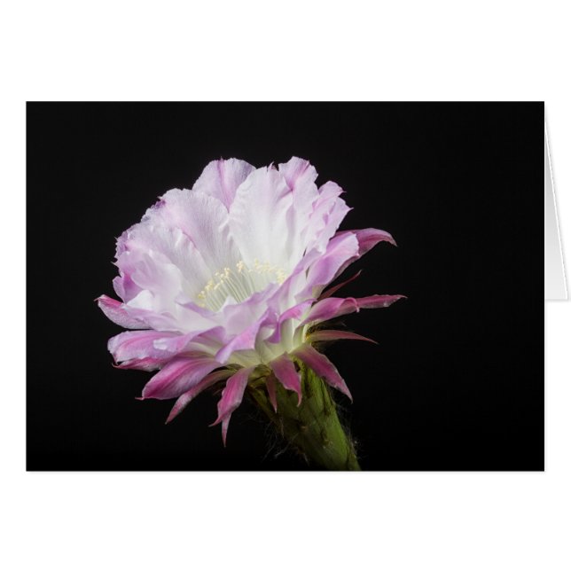 Princess Anne Echinopsis Hybrid flower (Front Horizontal)