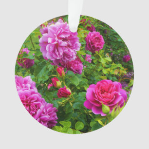 Princess Anne Rose #2-1 Ornament