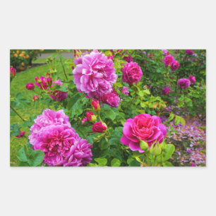 Princess Anne Rose #2 Stickers