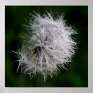 Princess Soft Dandelion Poster