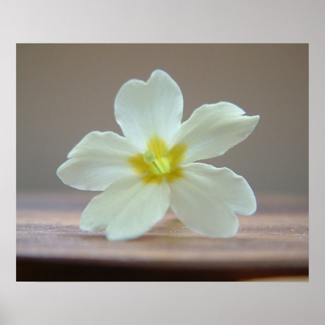 Prinrose Poster (Front)