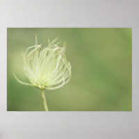 Print: Apache Plume