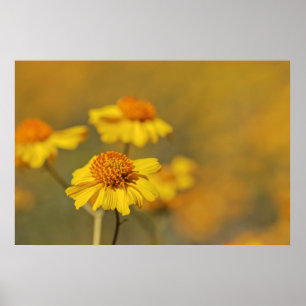Print: Brittlebush Flowers Poster