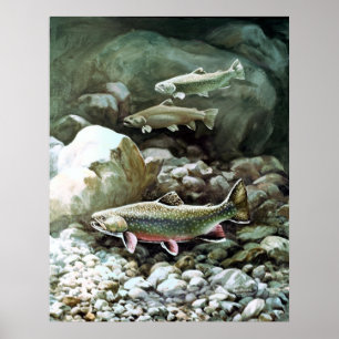 Print Brook Trout