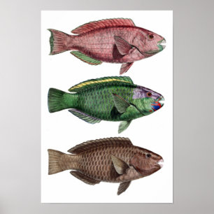 Print "Chlorurus Troschelii"