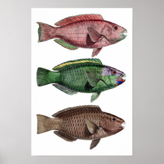 Print "Chlorurus Troschelii"