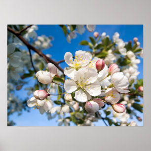 Print - Crab Apple Blossoms
