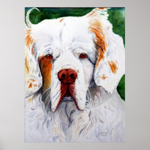 print - Interest - Clumber Spaniel
