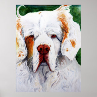 print - Interest - Clumber Spaniel