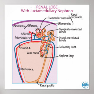 Print, Value Poster Paper (Matte)