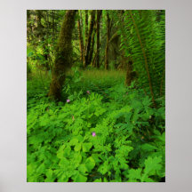 Print, Value Poster Paper (Matte)