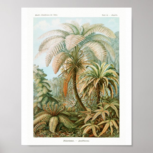 Print, Value Poster Paper (Matte) (Front)