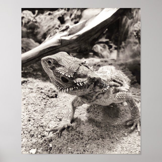 Print, Value Poster Paper (Matte) (Front)