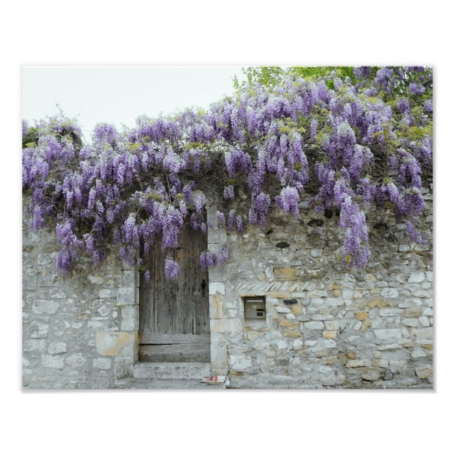 PRINT - Wisteria Viviers France (Front)