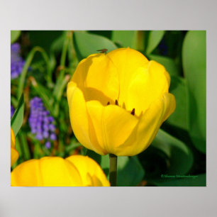 print, YELLOW TULIPS,PURPLE HYACINTHS,GREEN FOLIA Poster