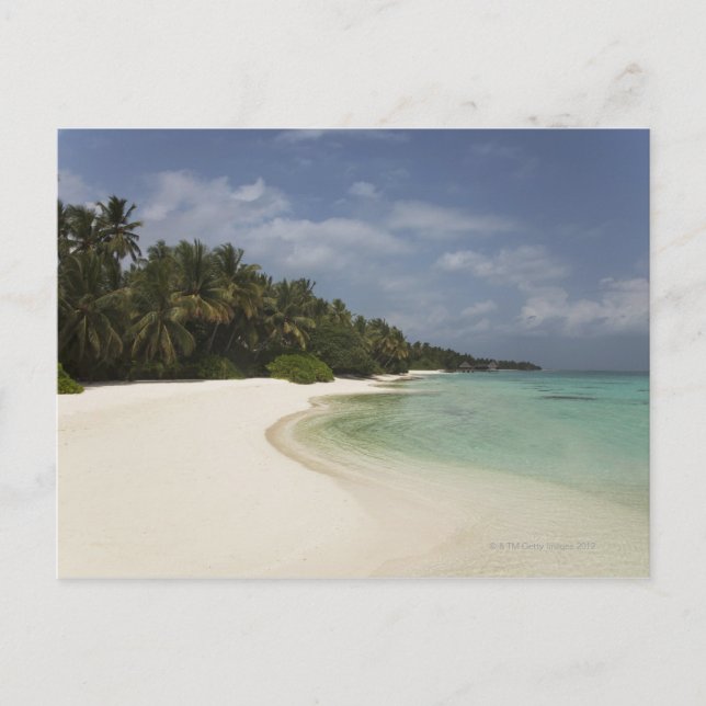 Pristine beach and coconut palms. postcard (Front)