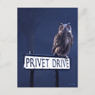 Privet Drive Postcard