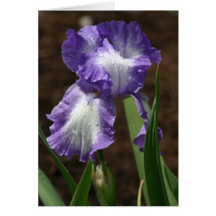 Prize Iris