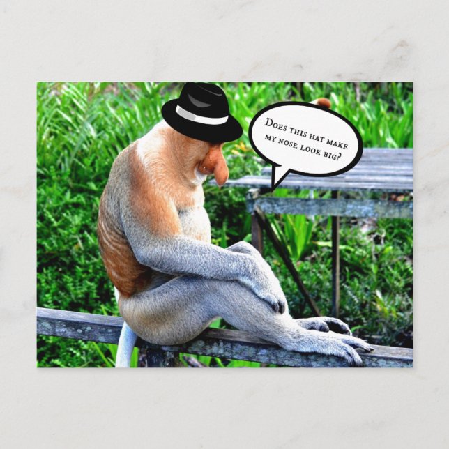 Proboscis Monkey-Does hat make my nose look big? Postcard (Front)