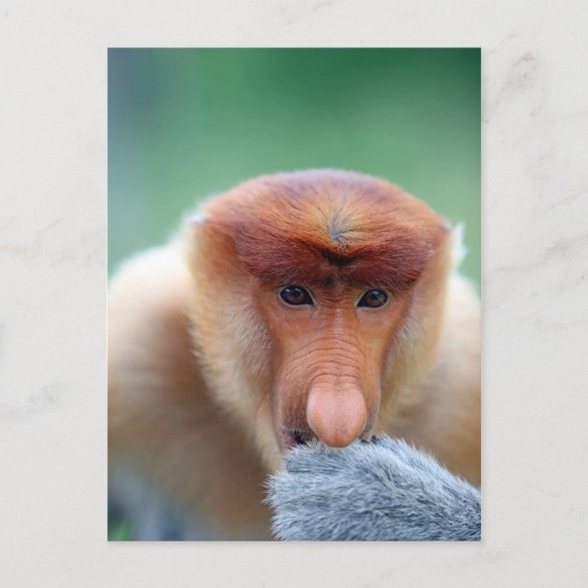 Proboscis Monkey in Borneo. Postcard (Front)